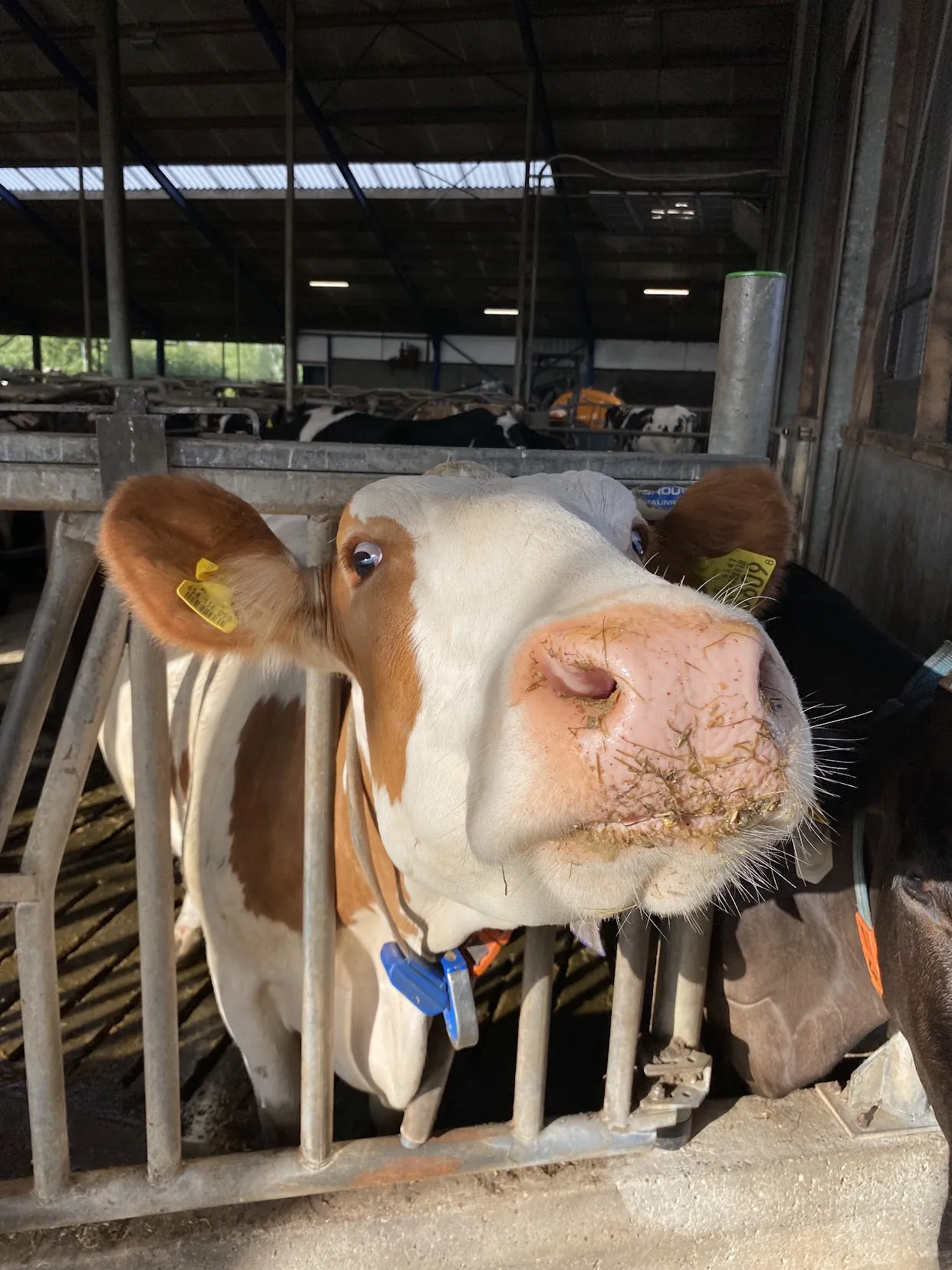 Dairy cow at the feed rail