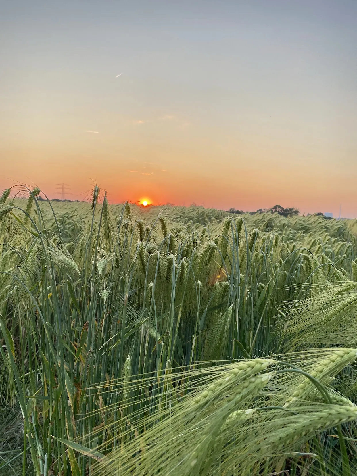 Barley at sunset