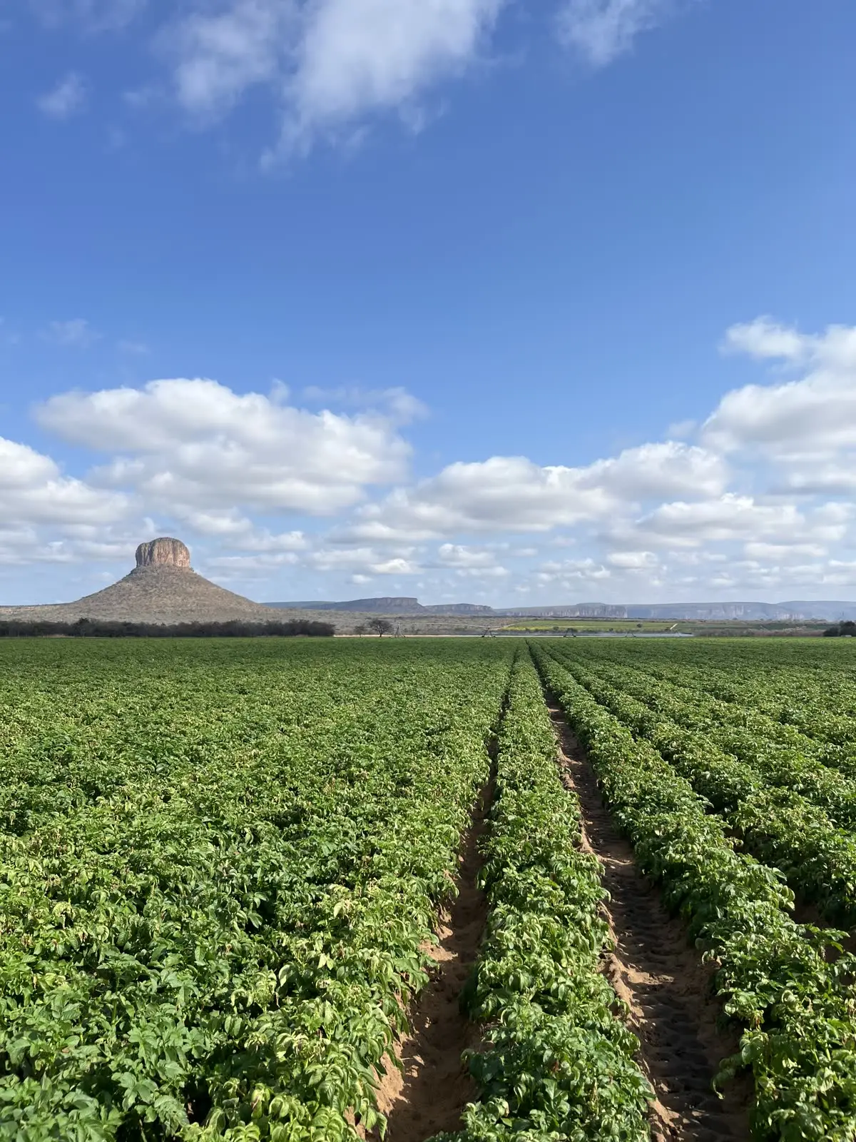 Potato lands with the koppies behind