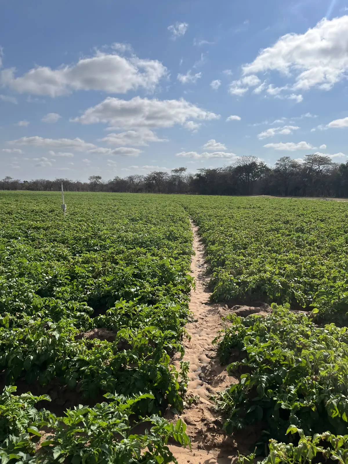 Potato rows and an irrigation probe