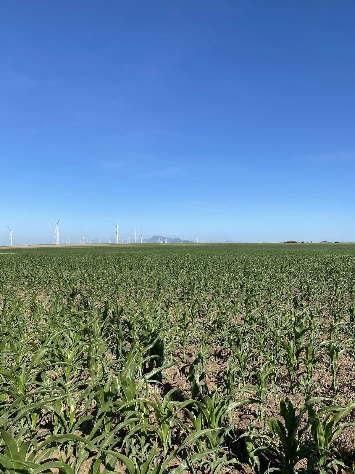Young maize under the wind turbines