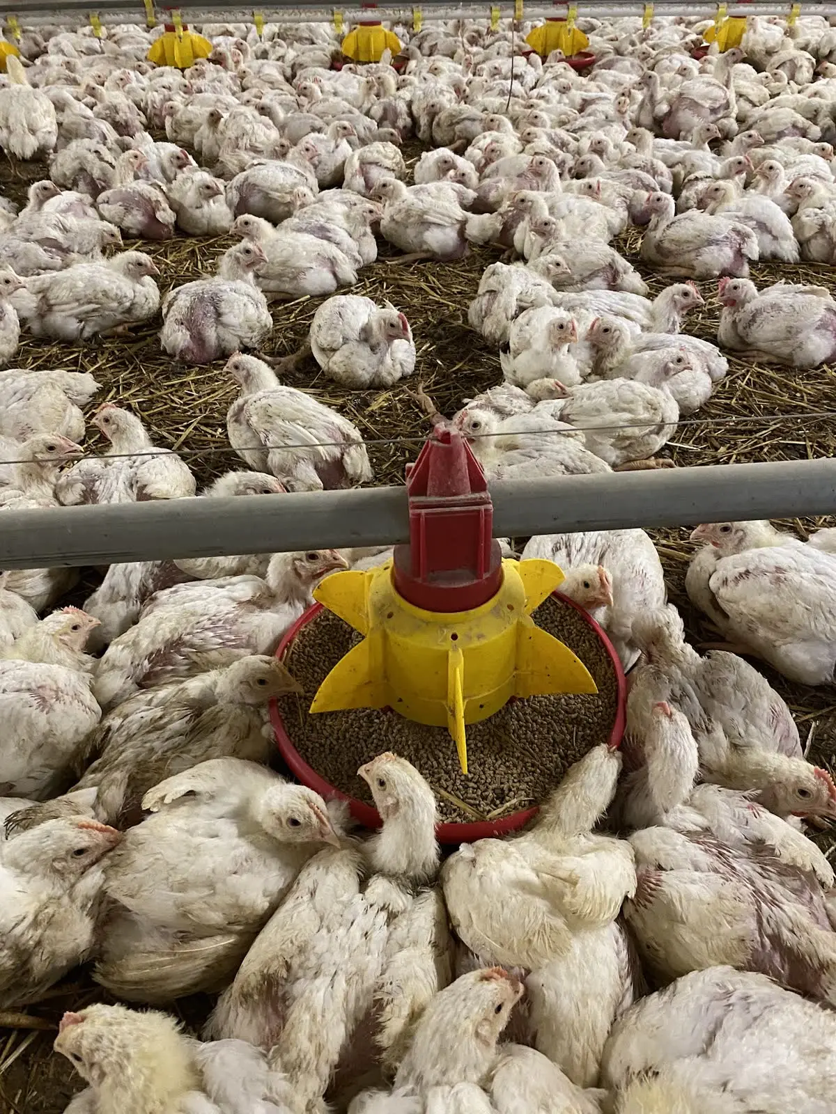 Broiler house at feeding