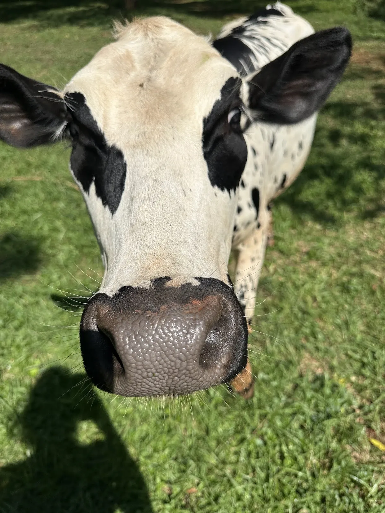 Cow in pasture