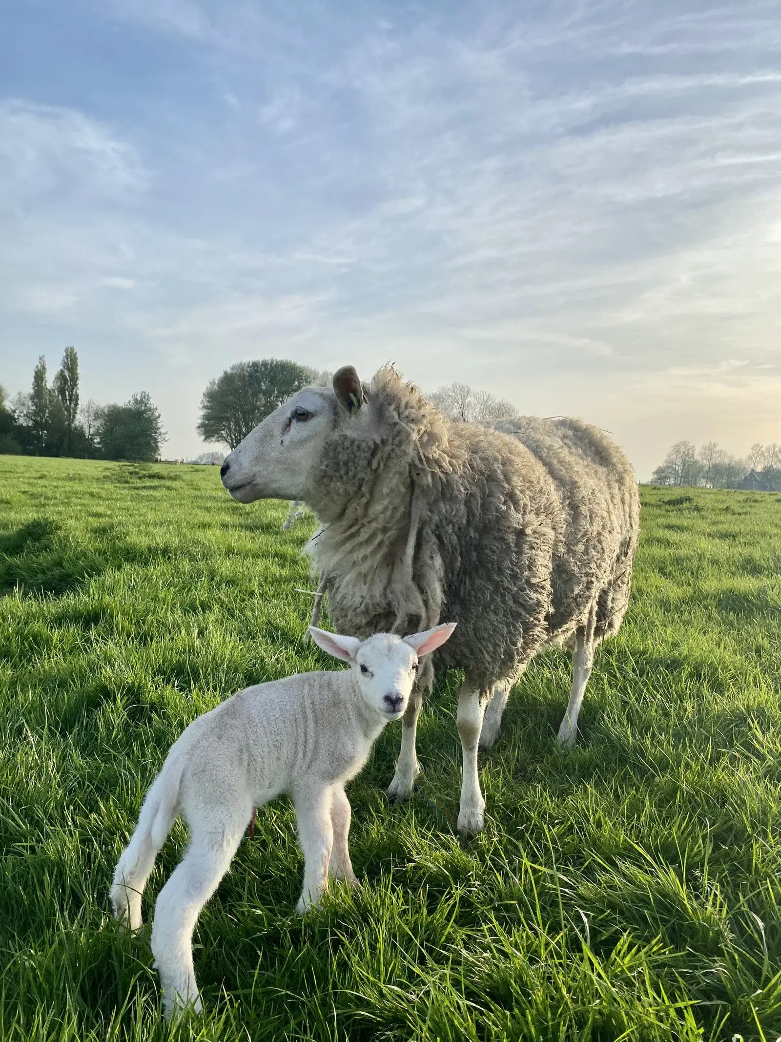 Ewe and lamb in the pasture at sunrise