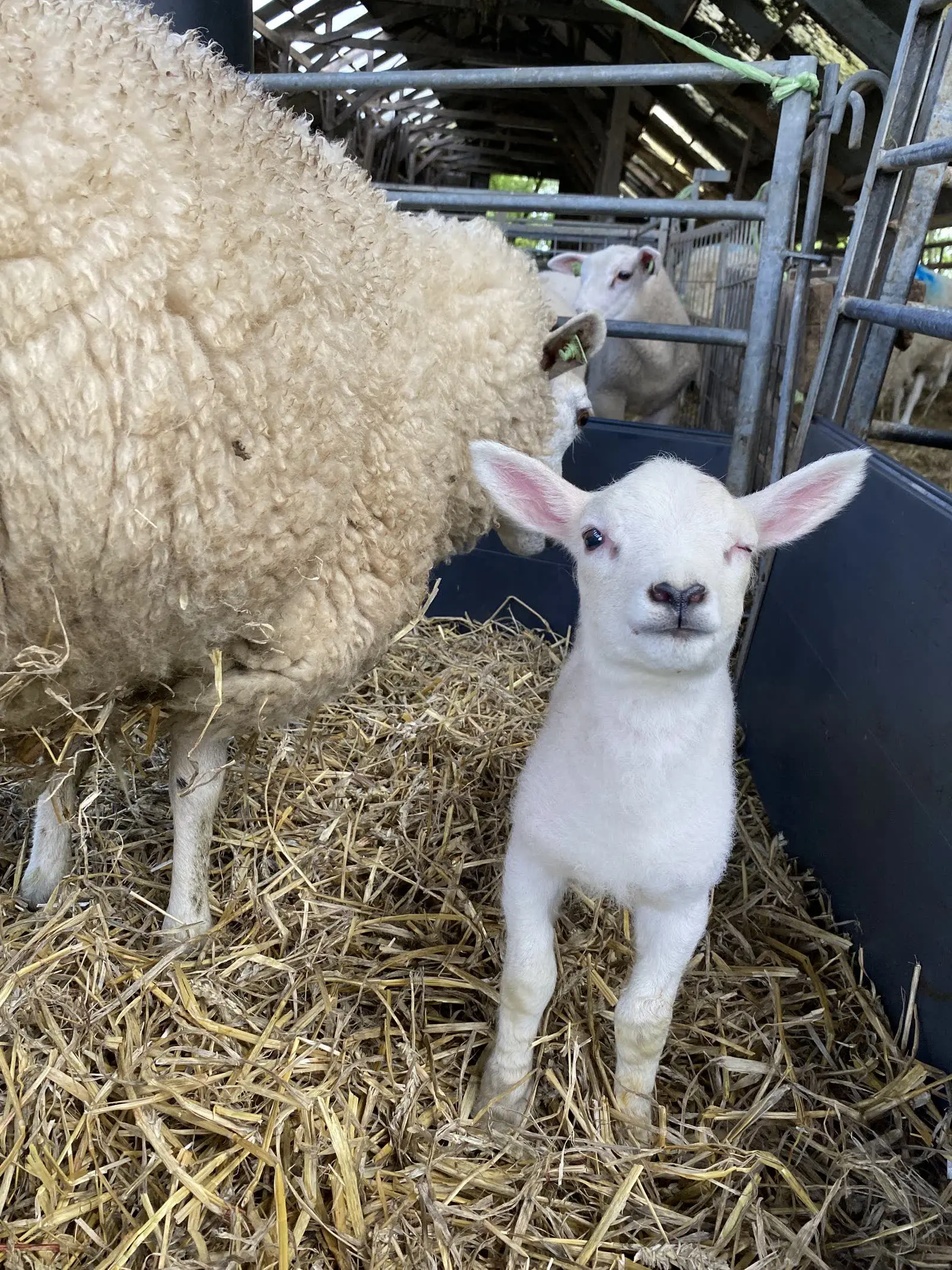 Lamb in the straw pen