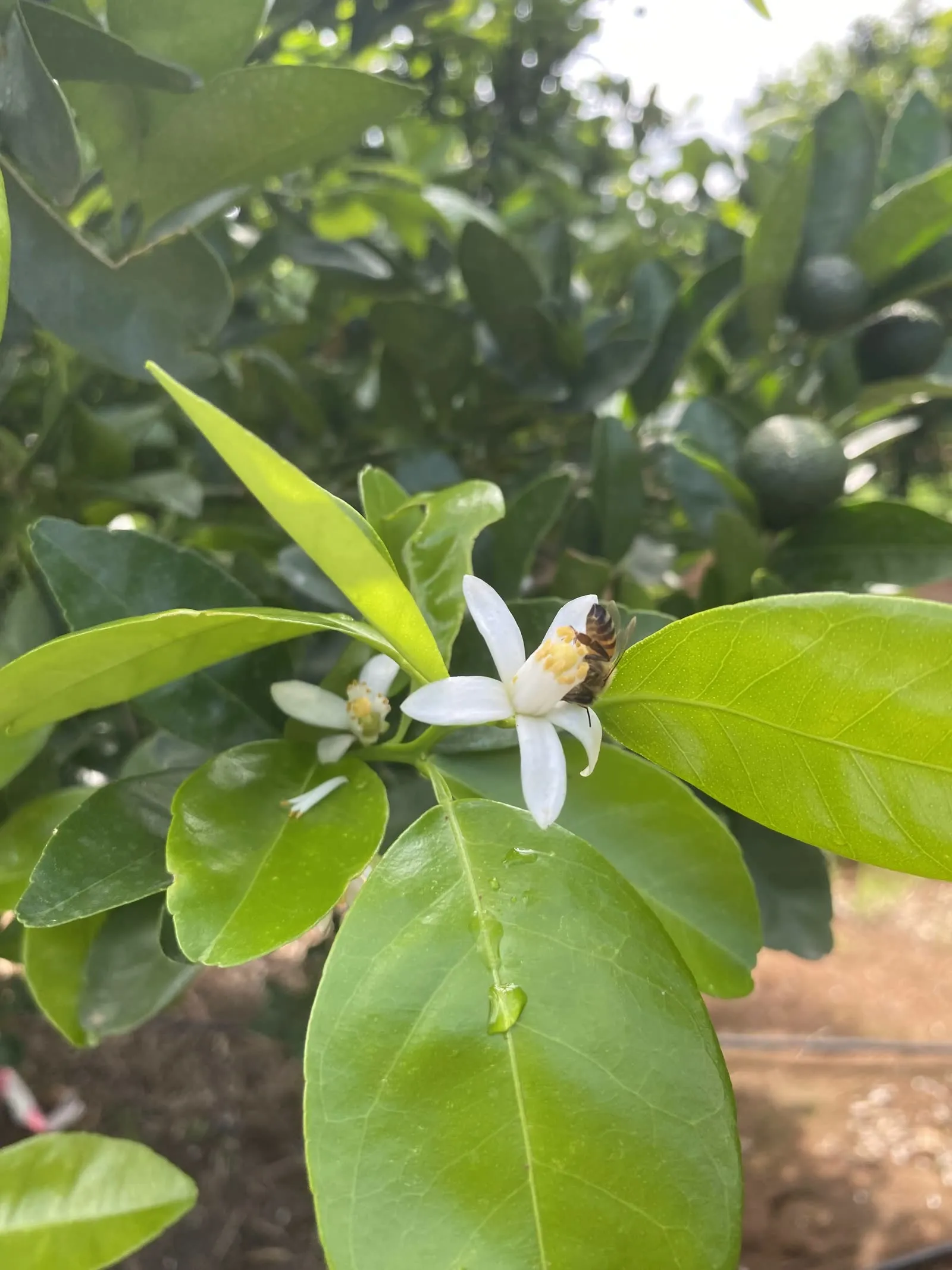 Honeybee on a citrus blossom