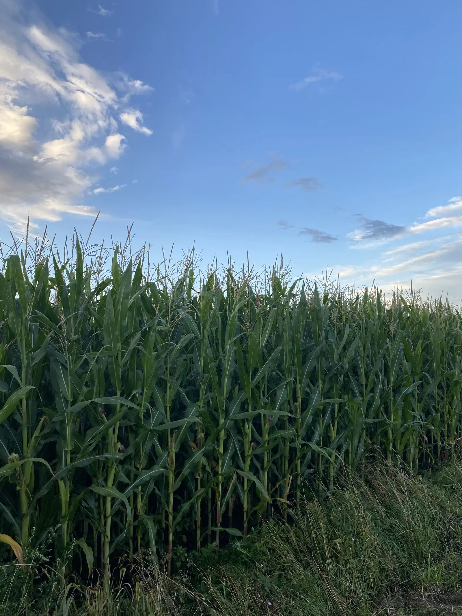 Maize in tassel at dusk