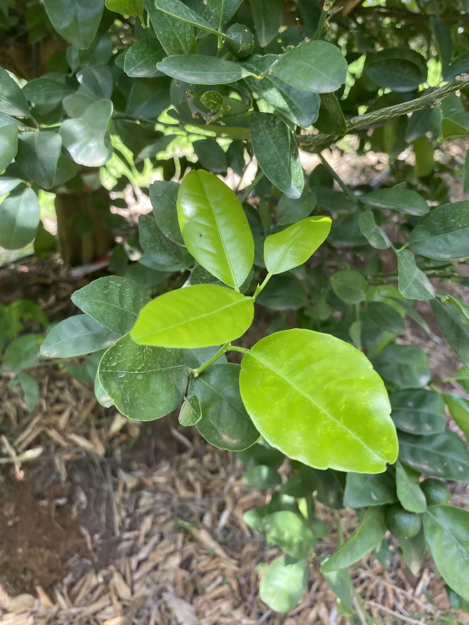 New flush on a young citrus tree