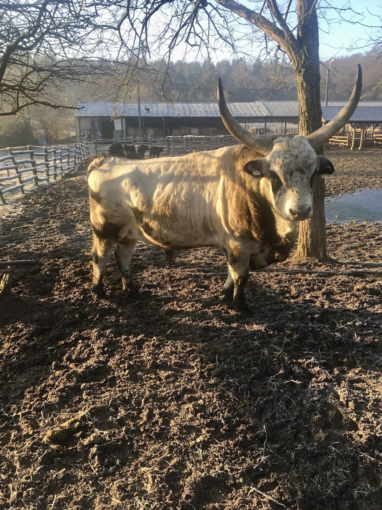 Bull in the winter yard