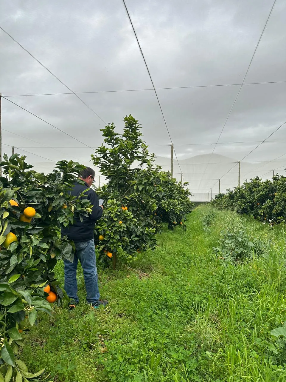 Advisor logging observations in a citrus orchard